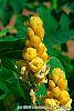 Senna alata flowers
