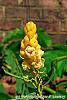 Senna alata flowers