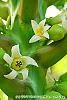Carica papaya flowers
