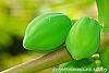 Carica papaya fruit
