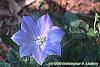 Campanula carpatica 'Blaue Clips' flowers