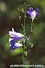 Campanula rotundifolia 'Olympica' flowers