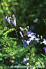 Campanula rotundifolia 'Olympica' flowers