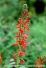 Lobelia cardinalis flowers