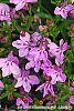 Lobelia 'KLELE12474' flowers