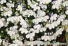 Lobelia 'KLELE12473' flowers