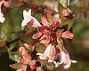 Abelia x grandiflora
