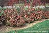 Abelia x grandiflora fruit