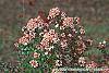 Abelia x grandiflora fruit