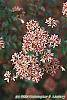 Abelia x grandiflora fruit