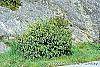 Diervilla lonicera habit