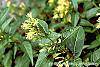 Diervilla lonicera flowers
