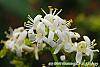 Heptacodium miconioides flowers