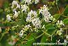Heptacodium miconioides flowers