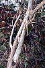 Heptacodium miconioides bark