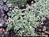 Knautia macedonica 'Thunder and Lightning' habit