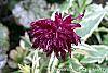 Knautia macedonica 'Thunder and Lightning' flowers