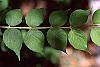 Kolkwitzia amabilis leaves