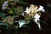 Kolkwitzia amabilis flowers