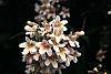 Kolkwitzia amabilis flowers