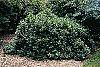 Lonicera alpigena 'Nana' habit