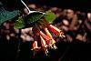 Lonicera ciliosa flowers