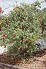 Lonicera x heckrottii habit