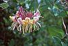 Lonicera x heckrottii flowers