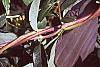 Lonicera japonica buds