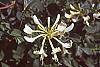 Lonicera japonica flowers