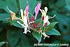 Lonicera japonica 'Purpurea'