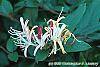 Lonicera japonica 'Purpurea' flowers