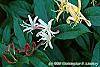 Lonicera japonica 'Purpurea' flowers