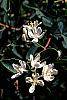 Lonicera korolkowii flowers