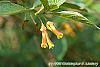 Lonicera ledebourii flowers