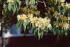 Lonicera maackii flowers