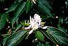 Lonicera maackii flowers