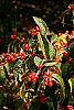 Lonicera maackii fruit