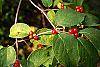 Lonicera maackii fruit