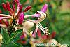 Lonicera periclymenum 'Serotina' flowers