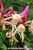 Lonicera periclymenum 'Serotina' flowers