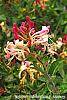 Lonicera periclymenum 'Serotina' flowers