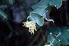 Lonicera prolifera flowers