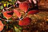 Lonicera prolifera fall color