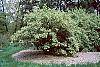 Lonicera ruprechtiana habit