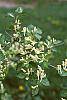 Lonicera ruprechtiana flowers