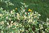Lonicera ruprechtiana flowers