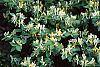 Lonicera ruprechtiana flowers