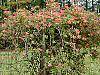 Lonicera sempervirens habit