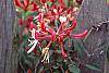 Lonicera sempervirens flowers